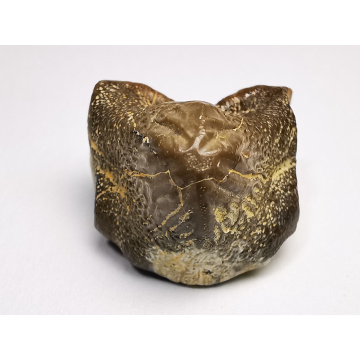 dent de requin Pychodus mortoni - Crétacé (Kansas)