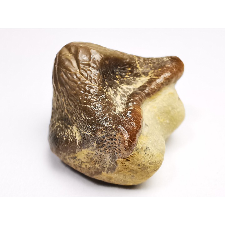 shark tooth Ptychodus mortoni - Cretaceous (Kansas)