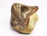 shark tooth Ptychodus mortoni - Cretaceous (Kansas)