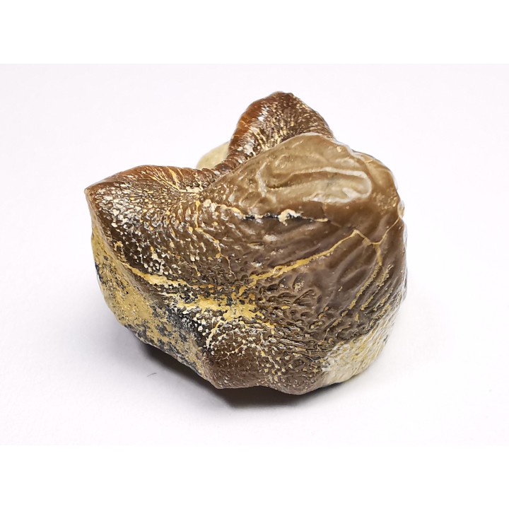 shark tooth Ptychodus mortoni - Cretaceous (Kansas)