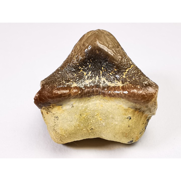 shark tooth Ptychodus mortoni - Cretaceous (Kansas)