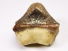 dent de requin Pychodus mortoni - Crétacé (Kansas)