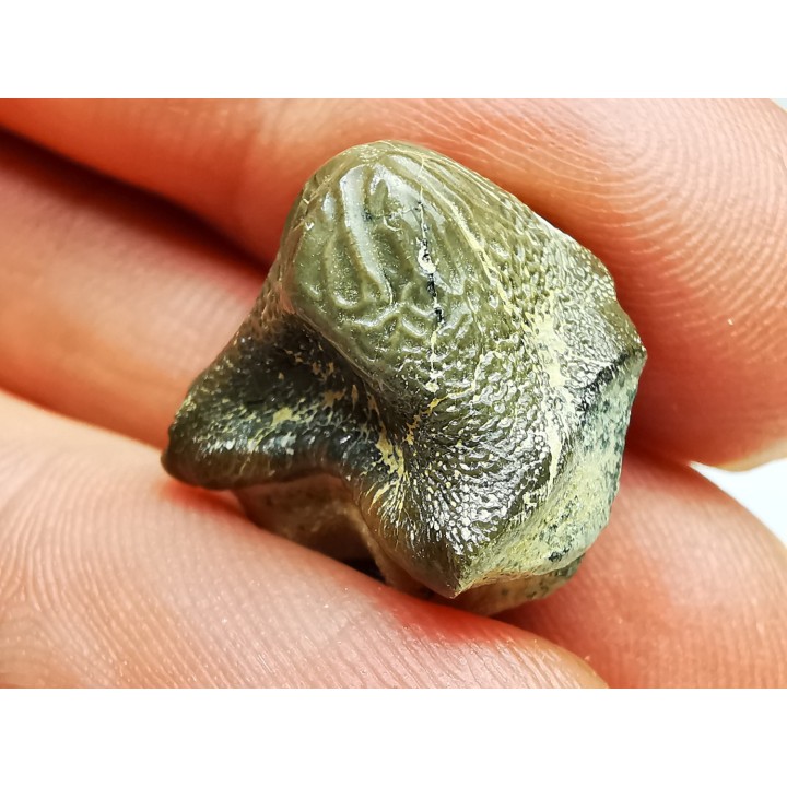 shark tooth Ptychodus mortoni - Cretaceous (Kansas)