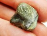shark tooth Ptychodus mortoni - Cretaceous (Kansas)