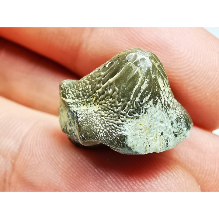 dent de requin Pychodus mortoni - Crétacé (Kansas)