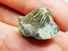 dent de requin Pychodus mortoni - Crétacé (Kansas)