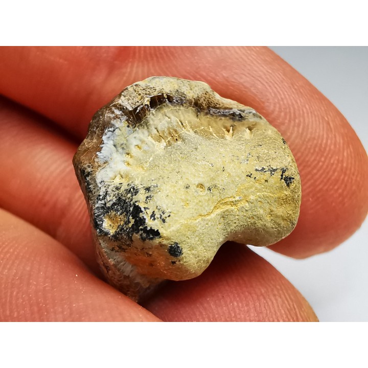 shark tooth Ptychodus mortoni - Cretaceous (Kansas)