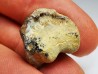shark tooth Ptychodus mortoni - Cretaceous (Kansas)