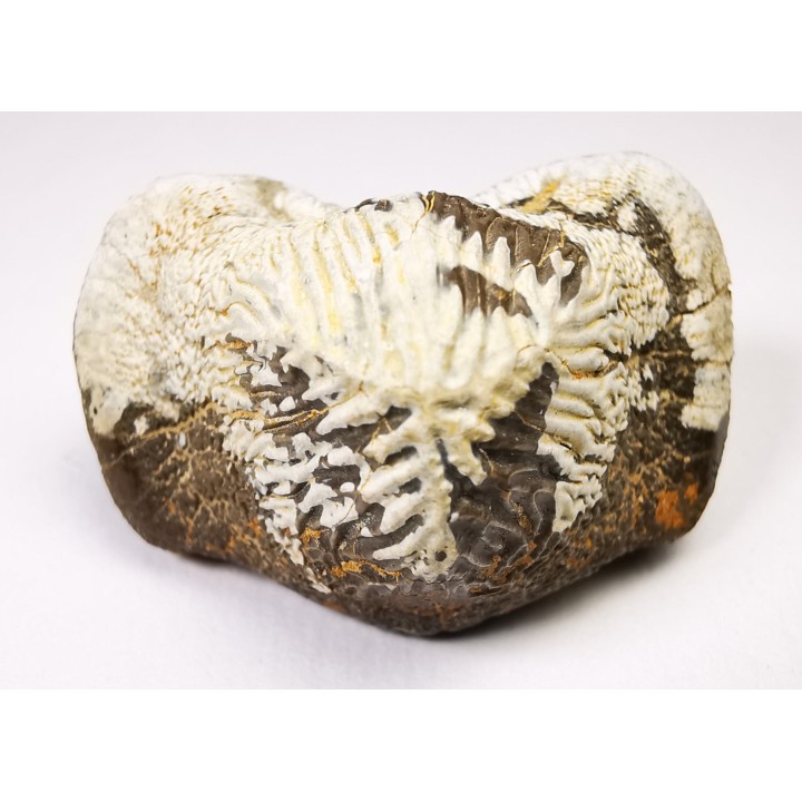 shark tooth Ptychodus mortoni - Cretaceous (Kansas)