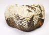 shark tooth Ptychodus mortoni - Cretaceous (Kansas)