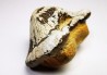 shark tooth Ptychodus mortoni - Cretaceous (Kansas)