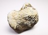 shark tooth Ptychodus mortoni - Cretaceous (Kansas)