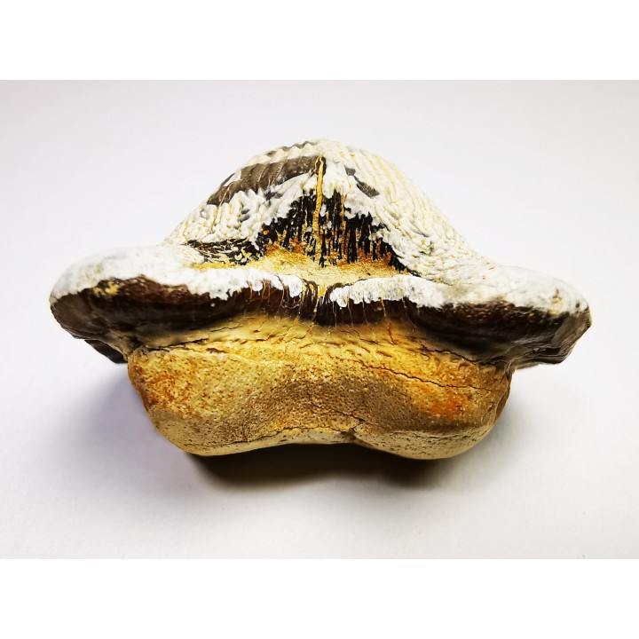 dent de requin Pychodus mortoni - Crétacé (Kansas)