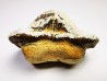 dent de requin Pychodus mortoni - Crétacé (Kansas)