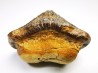 shark tooth Ptychodus mortoni - Cretaceous (Kansas)