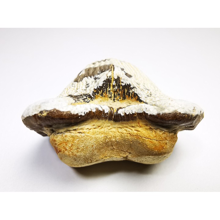 shark tooth Ptychodus mortoni - Cretaceous (Kansas)