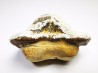 shark tooth Ptychodus mortoni - Cretaceous (Kansas)