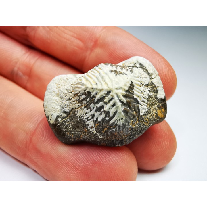 shark tooth Ptychodus mortoni - Cretaceous (Kansas)