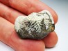 shark tooth Ptychodus mortoni - Cretaceous (Kansas)