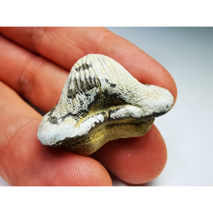 dent de requin Pychodus mortoni - Crétacé (Kansas)