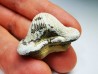 shark tooth Ptychodus mortoni - Cretaceous (Kansas)