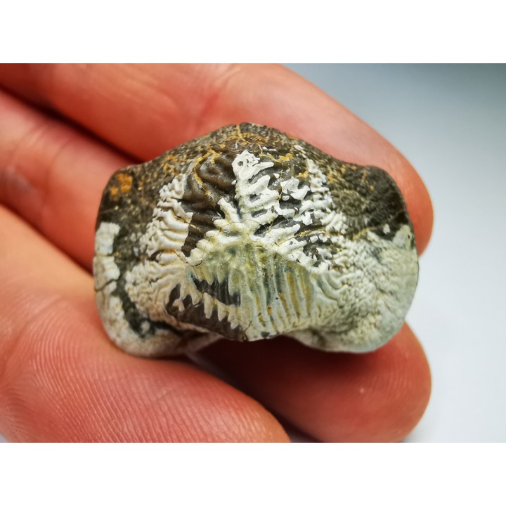 shark tooth Ptychodus mortoni - Cretaceous (Kansas)