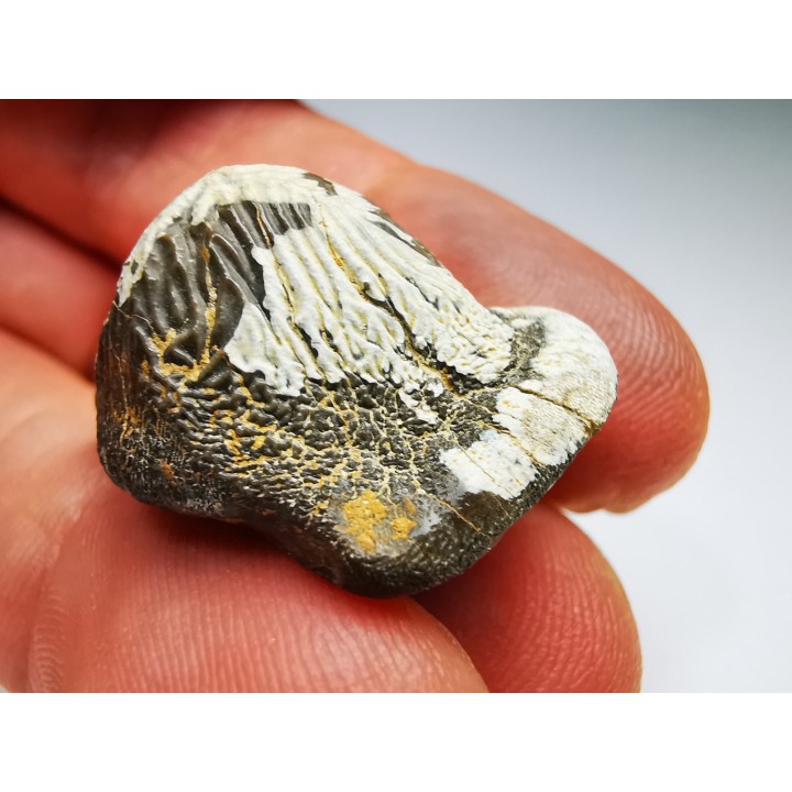 shark tooth Ptychodus mortoni - Cretaceous (Kansas)