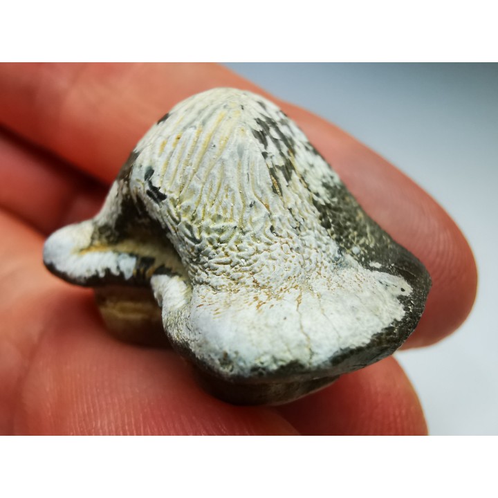 shark tooth Ptychodus mortoni - Cretaceous (Kansas)