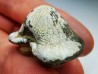 dent de requin Pychodus mortoni - Crétacé (Kansas)
