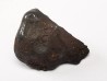 METEORITE: SIDERITE IIAB from SIKHOTE ALIN, Russia