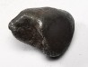 Météorite : SIDERITE IIAB de SIKHOTE ALIN, Russie