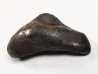 METEORITE: SIDERITE IIAB from SIKHOTE ALIN, Russia