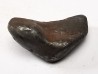 Météorite : SIDERITE IIAB de SIKHOTE ALIN, Russie