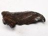 METEORITE: SIDERITE IIAB from SIKHOTE ALIN, Russia