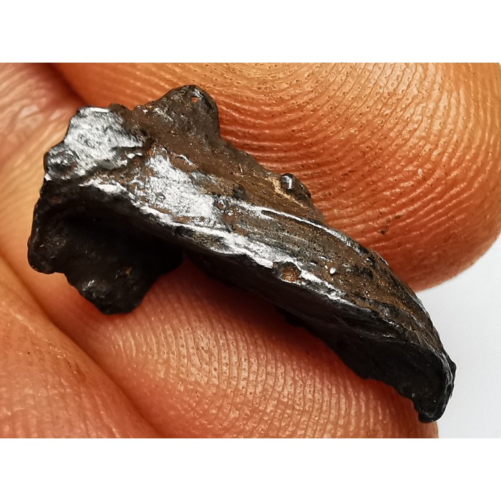 Météorite : SIDERITE IIAB de SIKHOTE ALIN, Russie