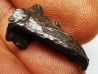 Météorite : SIDERITE IIAB de SIKHOTE ALIN, Russie