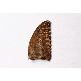 dent de dinosaure Pectinodon bakkeri - Maastrichtien (Sud Dakota)