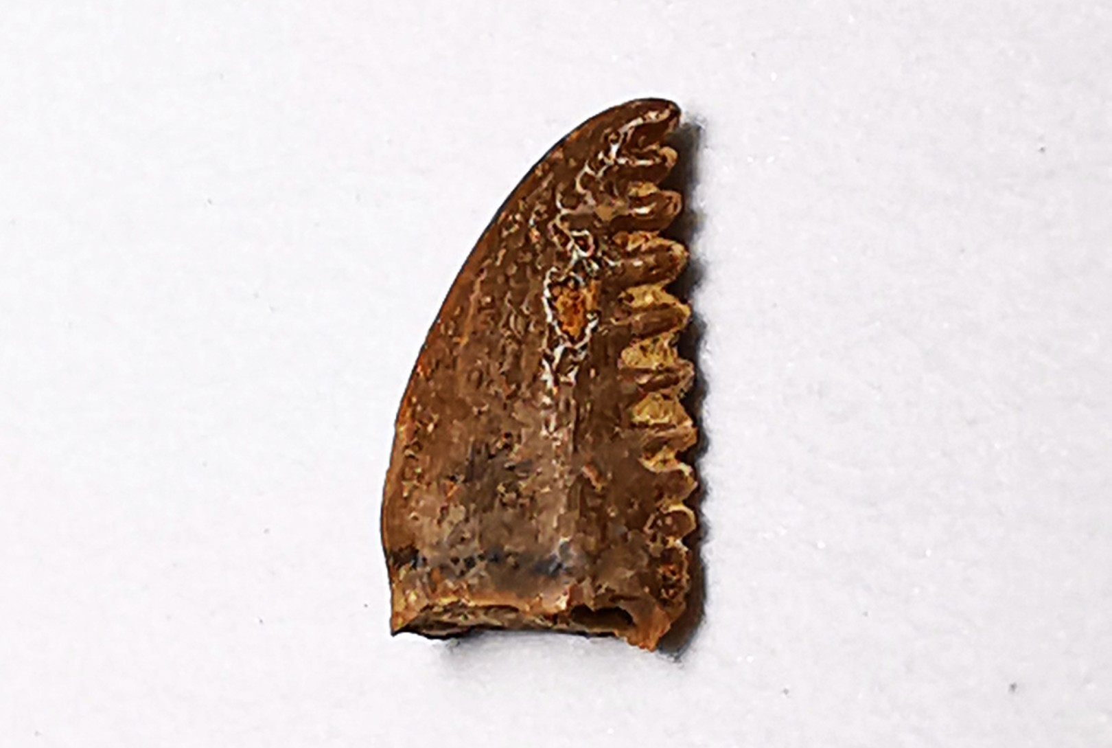 dent de dinosaure Pectinodon bakkeri - Maastrichtien (Sud Dakota)