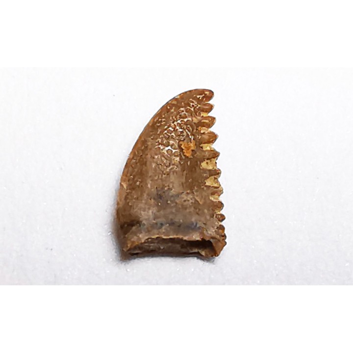 dinosaur tooth Pectinodon bakkeri - Maastrichtian (South Dakota)