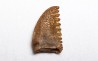 dent de dinosaure Pectinodon bakkeri - Maastrichtien (Sud Dakota)