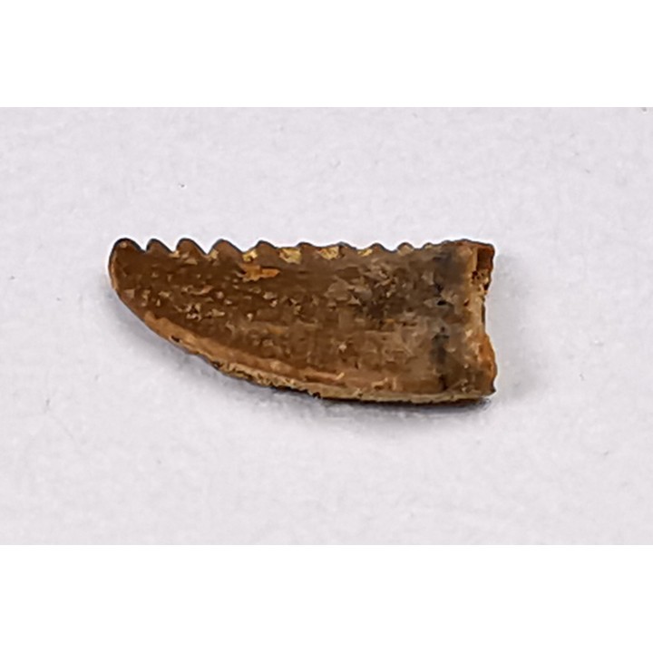 dent de dinosaure Pectinodon bakkeri - Maastrichtien (Sud Dakota)