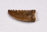 dinosaur tooth Pectinodon bakkeri - Maastrichtian (South Dakota)
