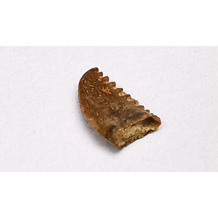 dinosaur tooth Pectinodon bakkeri - Maastrichtian (South Dakota)