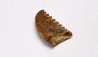 dent de dinosaure Pectinodon bakkeri - Maastrichtien (Sud Dakota)