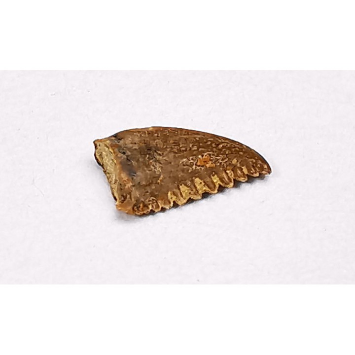 dinosaur tooth Pectinodon bakkeri - Maastrichtian (South Dakota)
