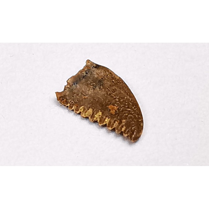dent de dinosaure Pectinodon bakkeri - Maastrichtien (Sud Dakota)