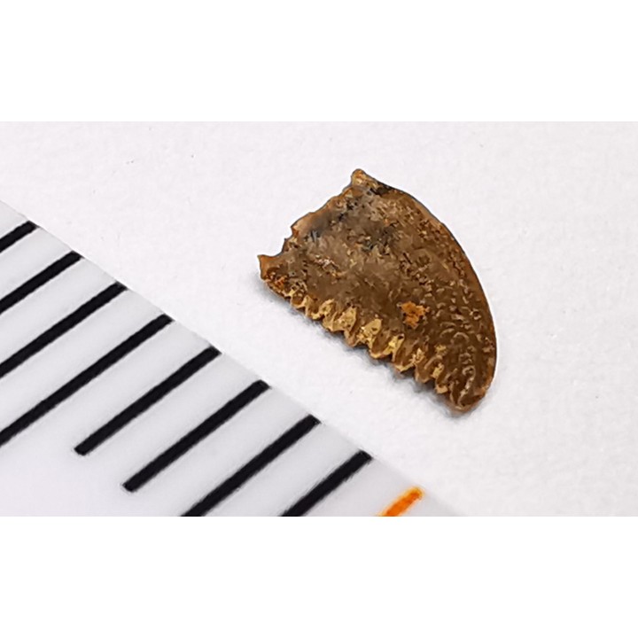 dinosaur tooth Pectinodon bakkeri - Maastrichtian (South Dakota)