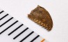 dinosaur tooth Pectinodon bakkeri - Maastrichtian (South Dakota)
