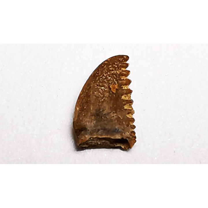 dinosaur tooth Pectinodon bakkeri - Maastrichtian (South Dakota)