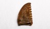 dinosaur tooth Pectinodon bakkeri - Maastrichtian (South Dakota)
